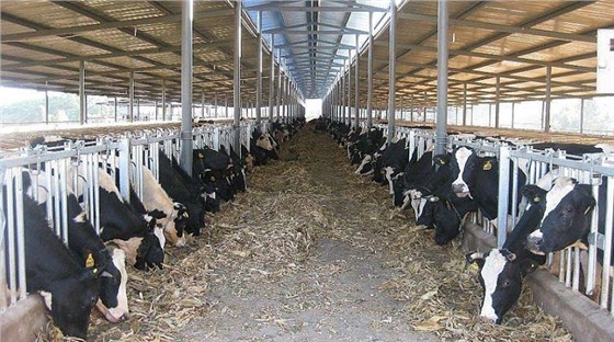 艾思捷定制款PGV035系列減速機(jī)--應(yīng)用在畜牧業(yè)、飼料行業(yè) (2).jpg